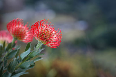 Close-up of red flowering plant