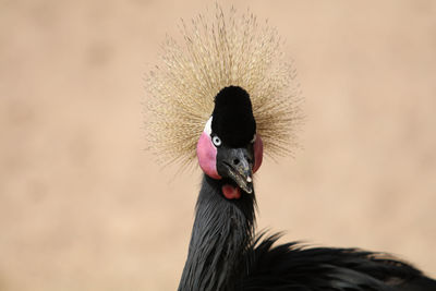 Portrait of a bird