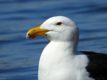 Close-up of seagull against sea