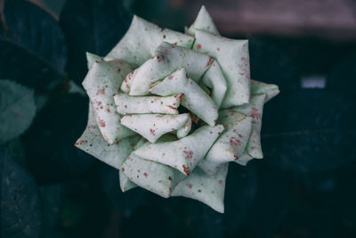 Close-up of flowering plant leaves