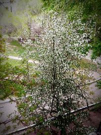 Plants growing on tree