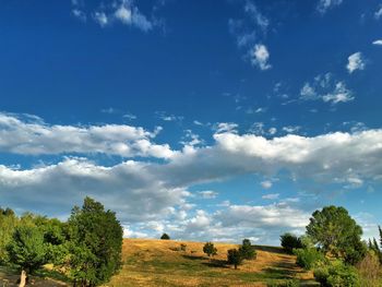 Trees on field against blue sky