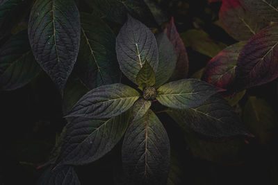 Close-up of fresh green leaves