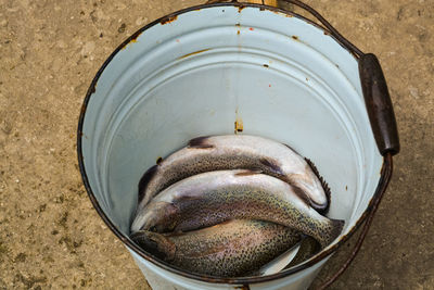 High angle view of fish in bowl