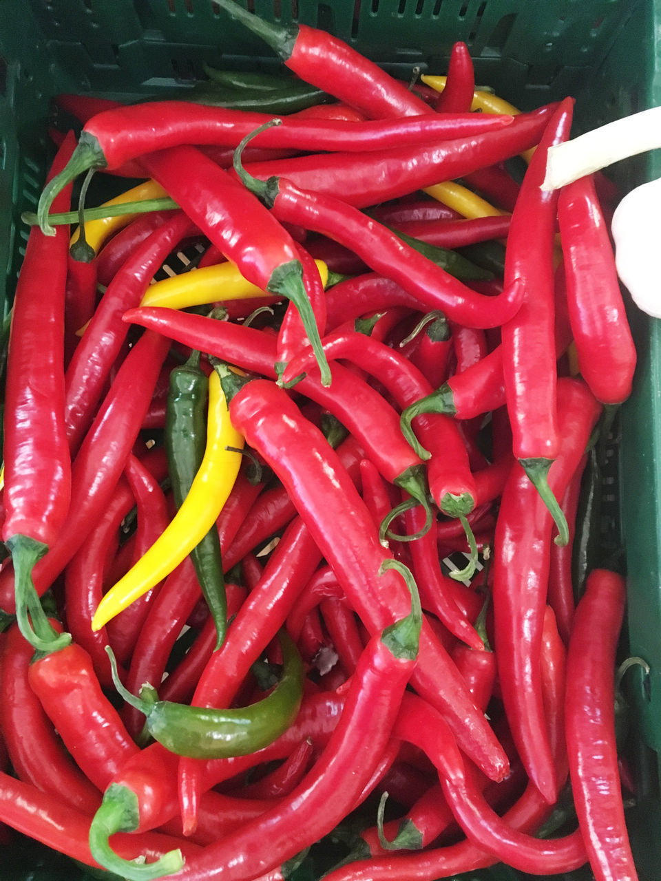 CLOSE-UP OF CHILI PEPPERS