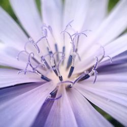 Close-up of purple flowering plant