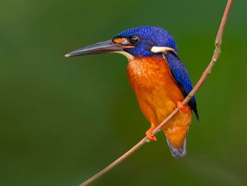 animal themes