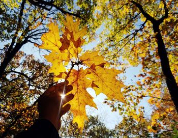 Low angle view of maple tree