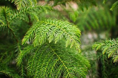 Macro view of delicate branches on a norfolk pine.