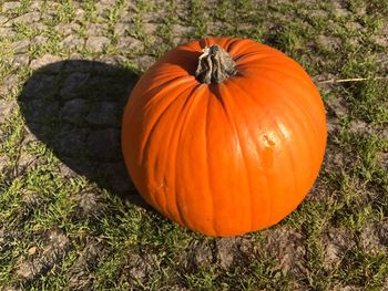 High angle view of pumpkins on field