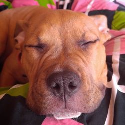 Close-up portrait of dog relaxing outdoors