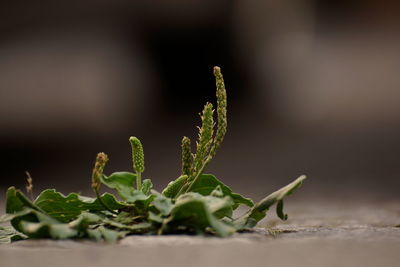 Close-up of fresh green plant