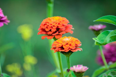 Close-up of fresh pink flowers blooming in park