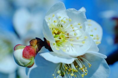 Close-up of bee pollinating on white flower