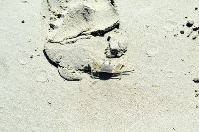 High angle view of crab on sand