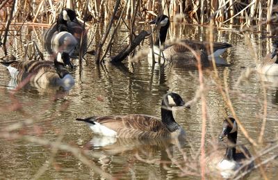 Ducks swimming in lake