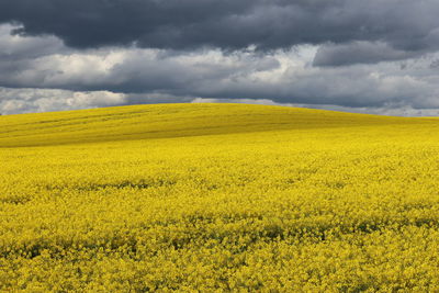 Scenic view of oilseed rape field against cloudy sky