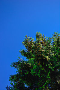 Low angle view of trees against blue sky