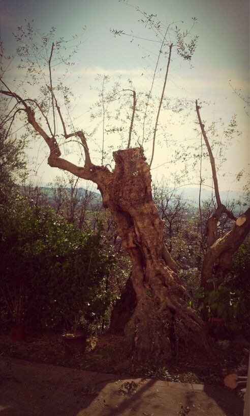 tree, rock - object, tranquility, sky, nature, branch, tranquil scene, tree trunk, rock formation, scenics, beauty in nature, growth, rock, day, sunlight, plant, outdoors, non-urban scene, no people, landscape