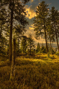 Pine trees in forest during sunset