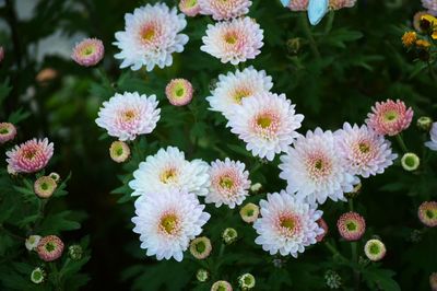 Close-up of flowers