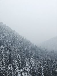 Scenic view of pine trees against sky during winter