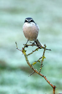 Close-up of bird perching on branch