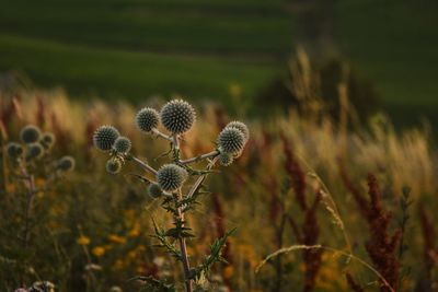 Close-up of flowering plant on field