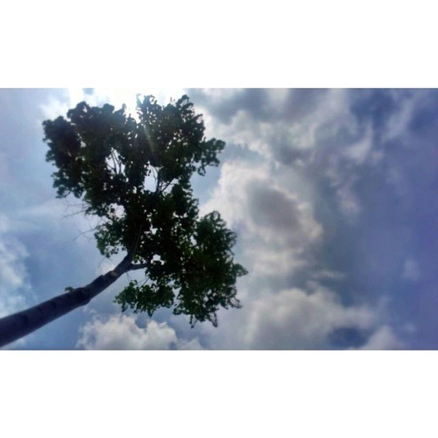 low angle view, sky, tree, transfer print, cloud - sky, tranquility, auto post production filter, nature, growth, branch, beauty in nature, cloudy, cloud, tranquil scene, scenics, silhouette, outdoors, day, no people, overcast