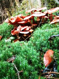 Close-up of mushrooms growing on field