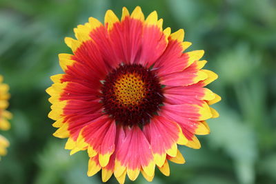 Close-up of flower against blurred background