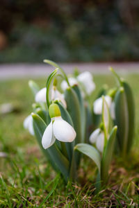 Head of a crocus in front of other crocus plants