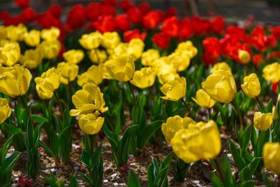 Close-up of yellow tulips in field