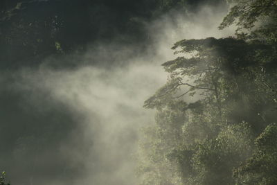 Misty morning in the rain forest