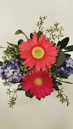 Close-up of multi colored flowers against white background