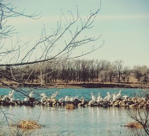 Birds flying over lake against sky