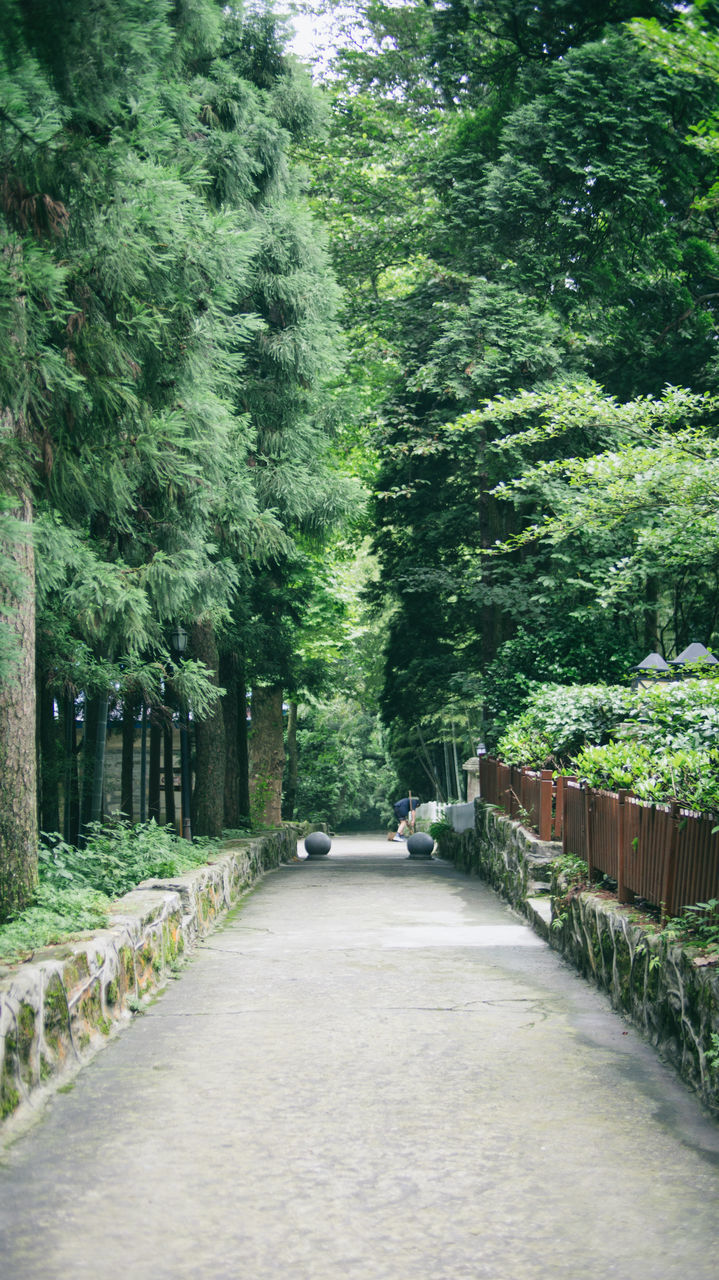 tree, the way forward, diminishing perspective, growth, vanishing point, green color, transportation, footpath, treelined, tranquility, nature, walkway, road, tranquil scene, beauty in nature, day, pathway, park - man made space, outdoors, narrow