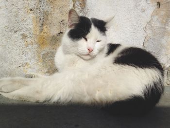 Cat lying on couch
