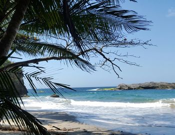 Palm trees on beach