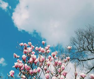 Low angle view of pink flowering tree against sky