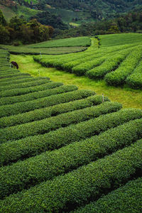 View of crop in field