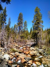 Pine trees in forest against clear blue sky