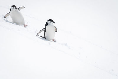 Two chinstrap penguins slide down snowy hill