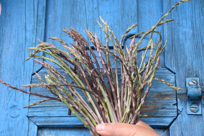 Close-up of hand holding plant