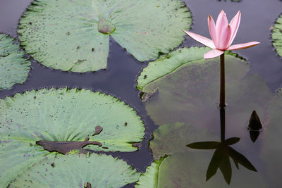 Close-up of lotus water lily in lake