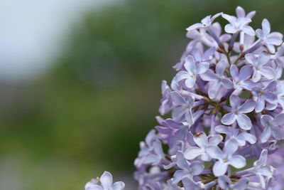 Close-up of purple flowering plant