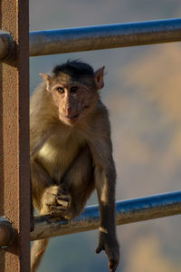 Portrait of monkey sitting on railing