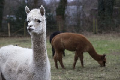 Portrait of sheep on grass