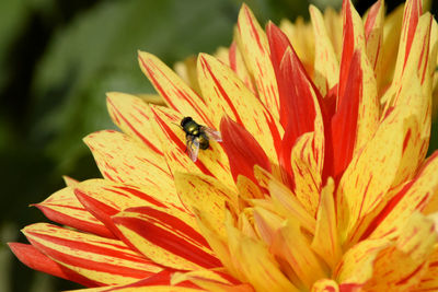 Close-up of insect on red flower