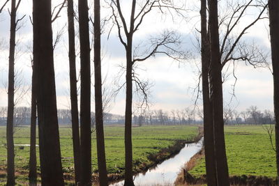 Trees on field against sky